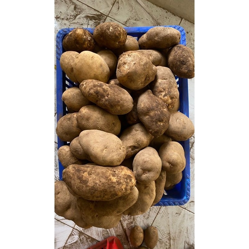 

KENTANG DIENG ORIGINAL UKURAN BESAR 1KG