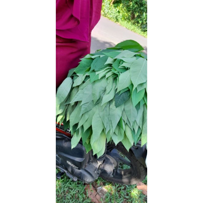 

Daun singkong segar fres