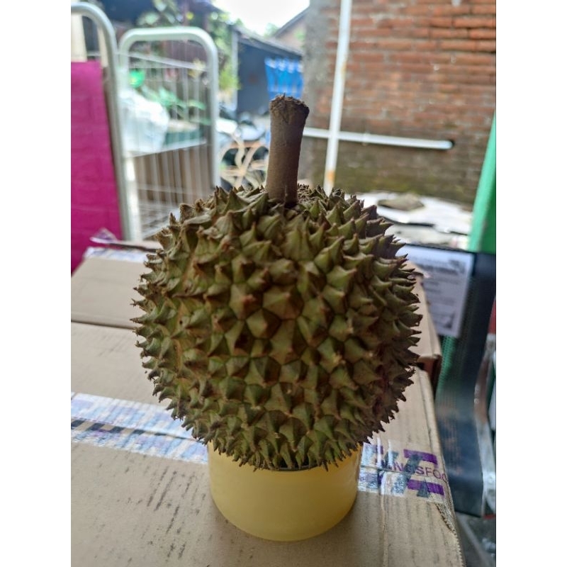 

durian lokal "RAJA VIRAL" Jaminan manis