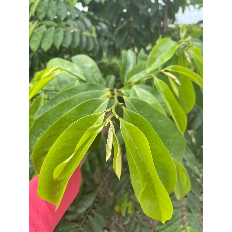 

Daun Sirsak Fresh 50 gram tanpa pupuk/bahan kimia