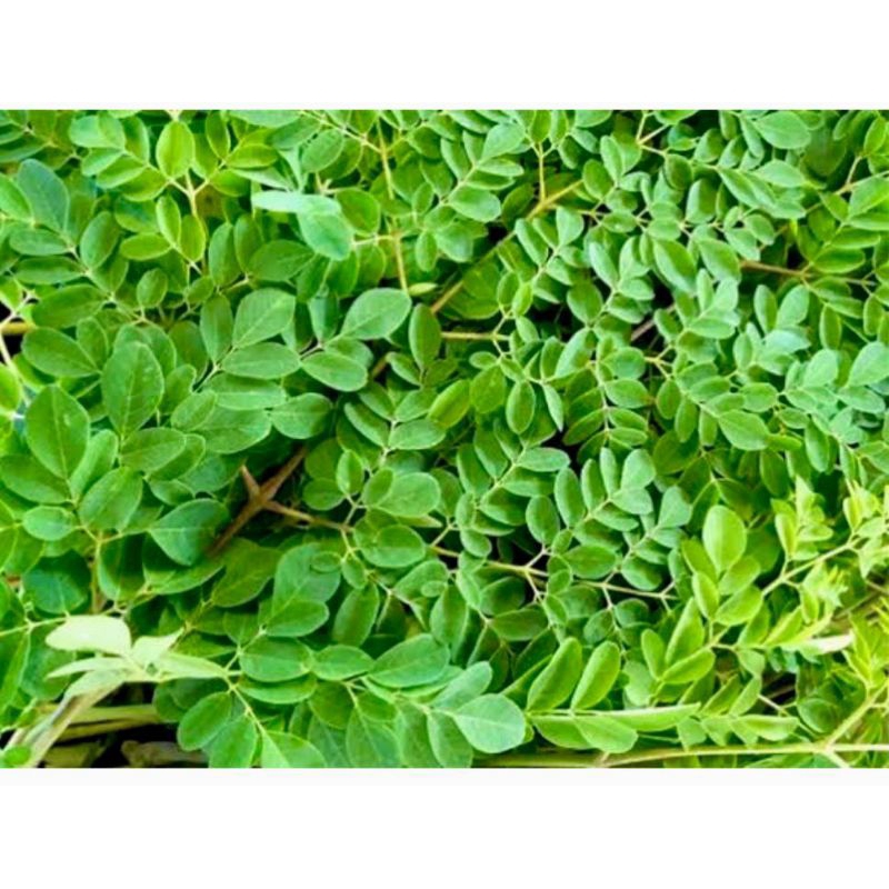 

Daun Kelor segar 100 gram