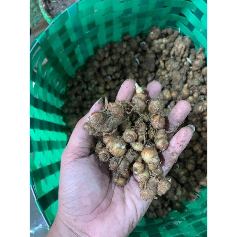 

KENCUR BATU / CIKUR / KENCUR JAMU KILOAN 1KG SEGAR TERMURAH