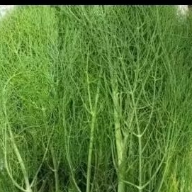 

daun dil 500gram Rp.24.000