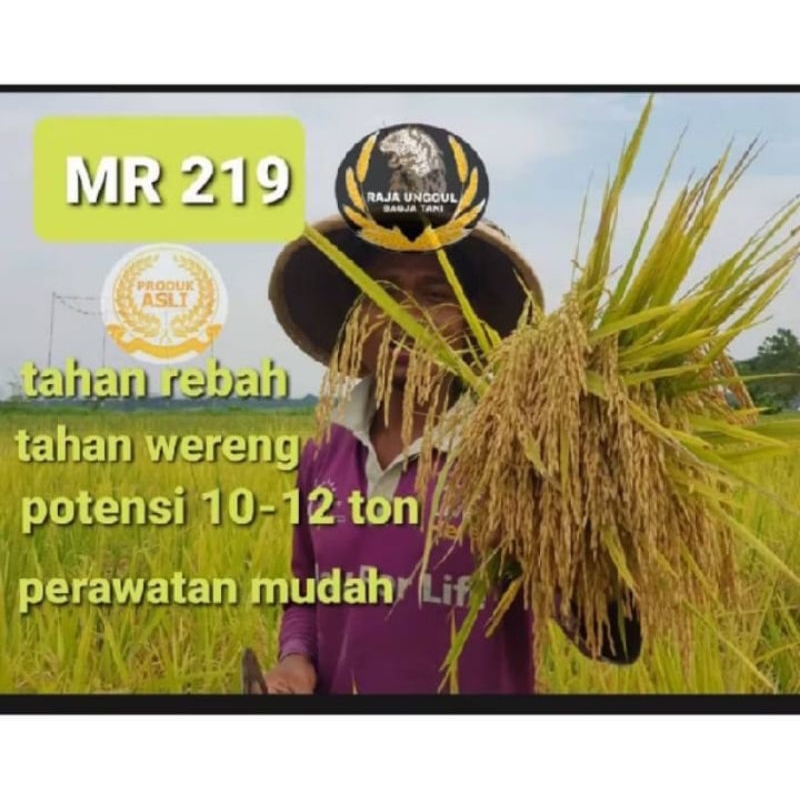 benih padi MR219 berkualitas unggul