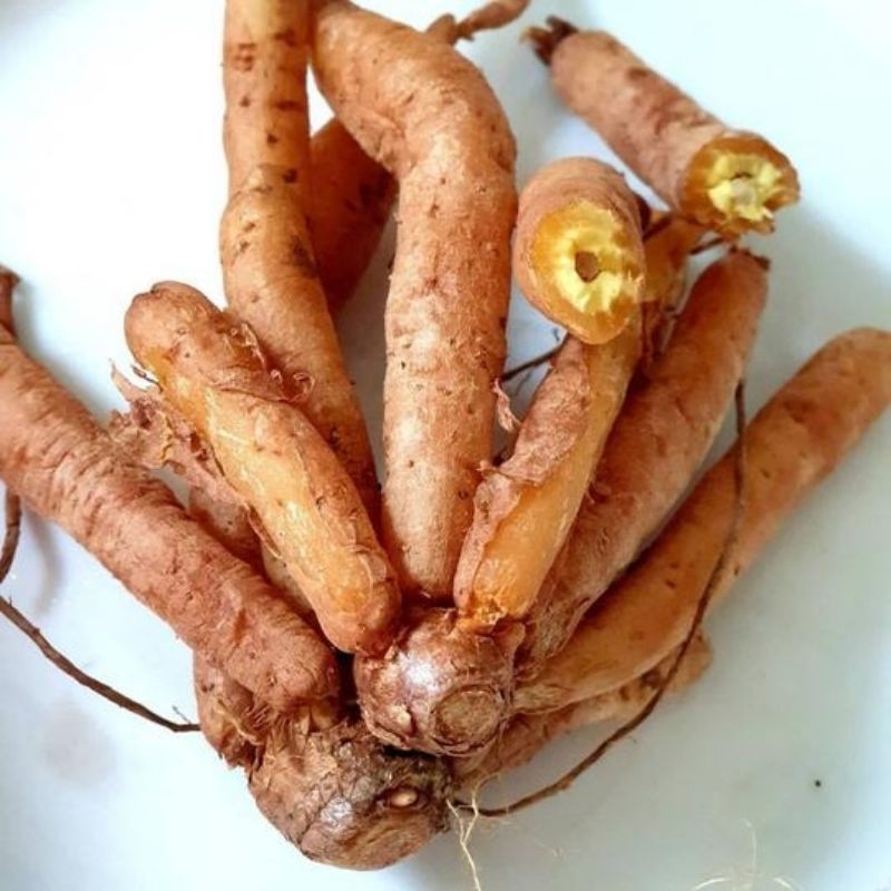 

umbi temu kunci segar 500gram