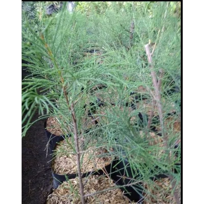 cemara udang bahan bonsai