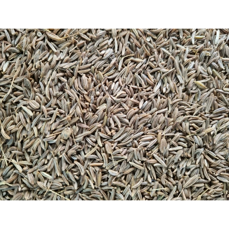 

Jintan Premium | Bumbu Dapur | 1 Kg