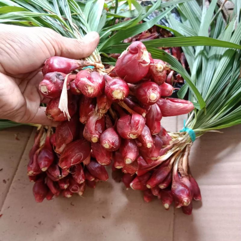 

Bawang dayak fresh 1kg/bawang dayak kering kualitas bagus/bawang dayak bubuk murni/cod