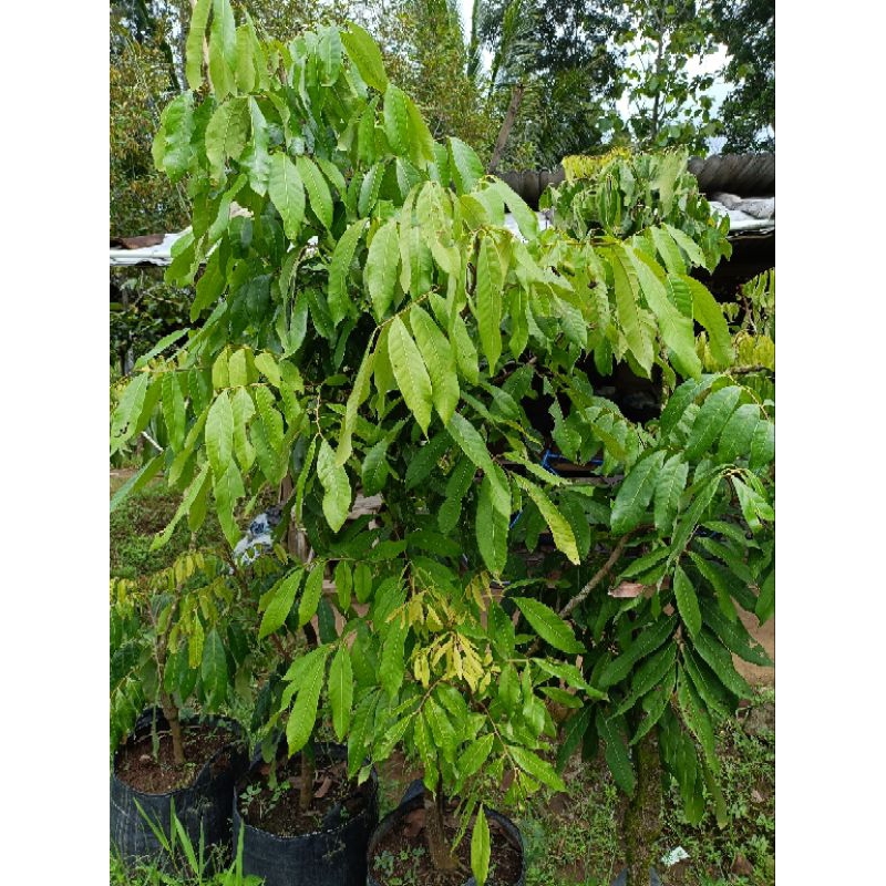 kelengkeng new kristal 2 meter