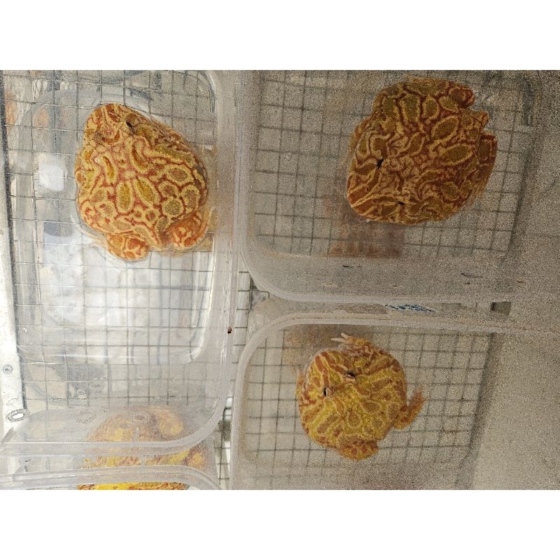 

stiker pacman