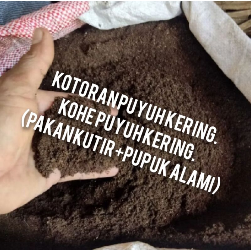 1kg up kohe puyuh kering kohe puyuh kotor puyuh kering kotor puyuh
