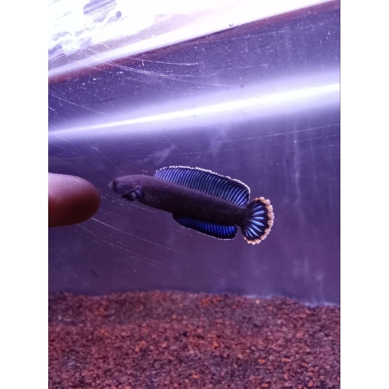 chana andrao bahan grade A gondrong