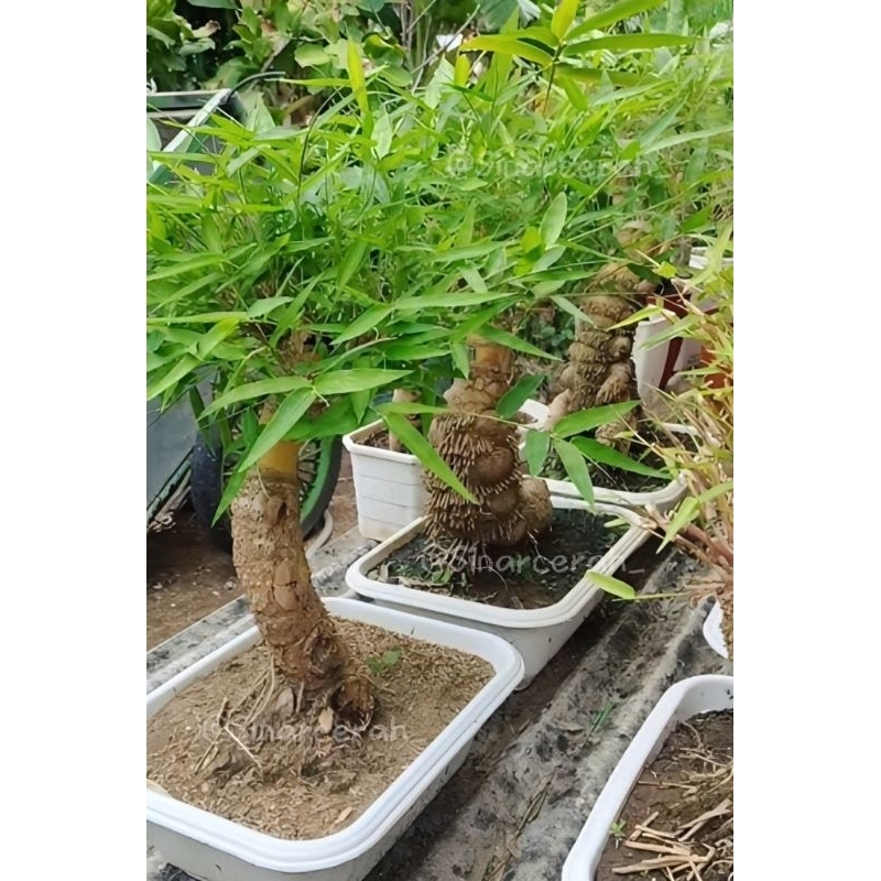 BAMBU KUNING BAHAN BONSAI/BONGGOL BAMBU KUNING JUMBO/BIBIT BAMBU KUNING