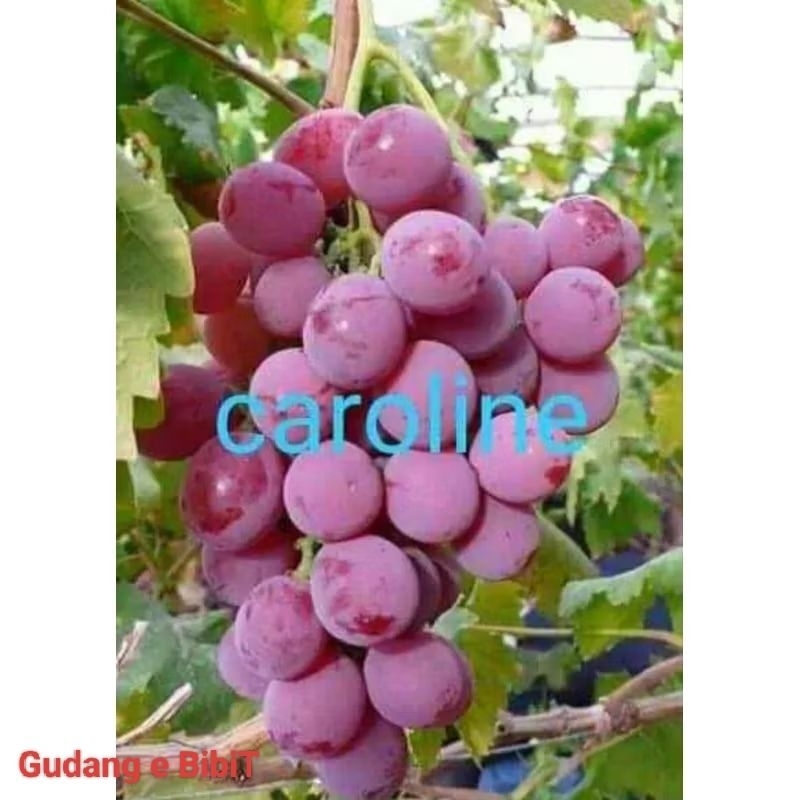 Bibit Anggur Import Caroline Hasil Grafting