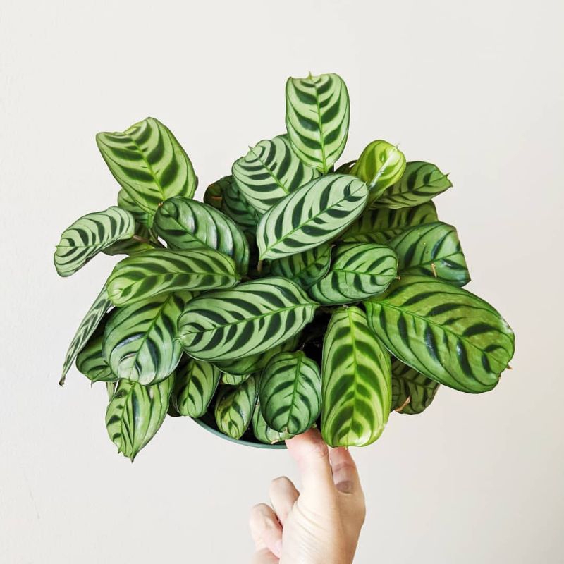 Calathea Ekor Merak Burlemark
