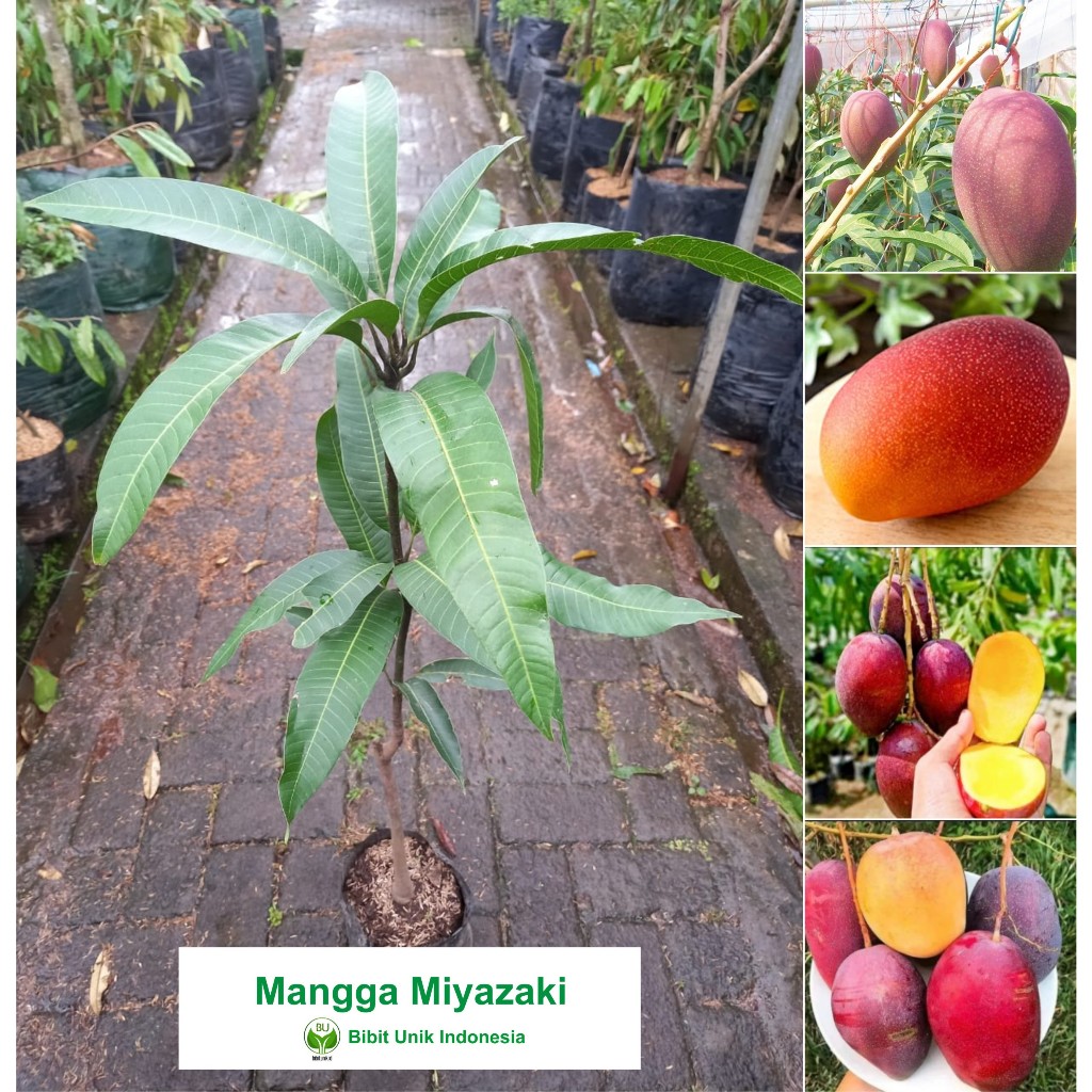 MANGGA MIYAZAKI JEPANG ORIGINAL