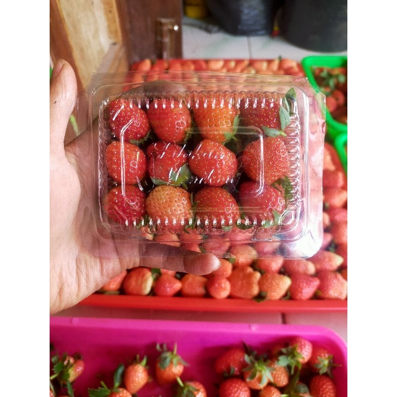 

strawbery mini free gula halus