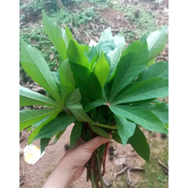 

daun singkong langsung petik fres per lembar