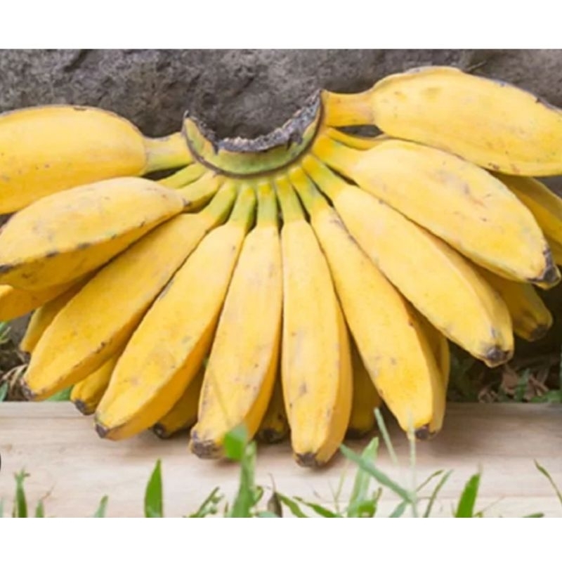 

pisang kepok