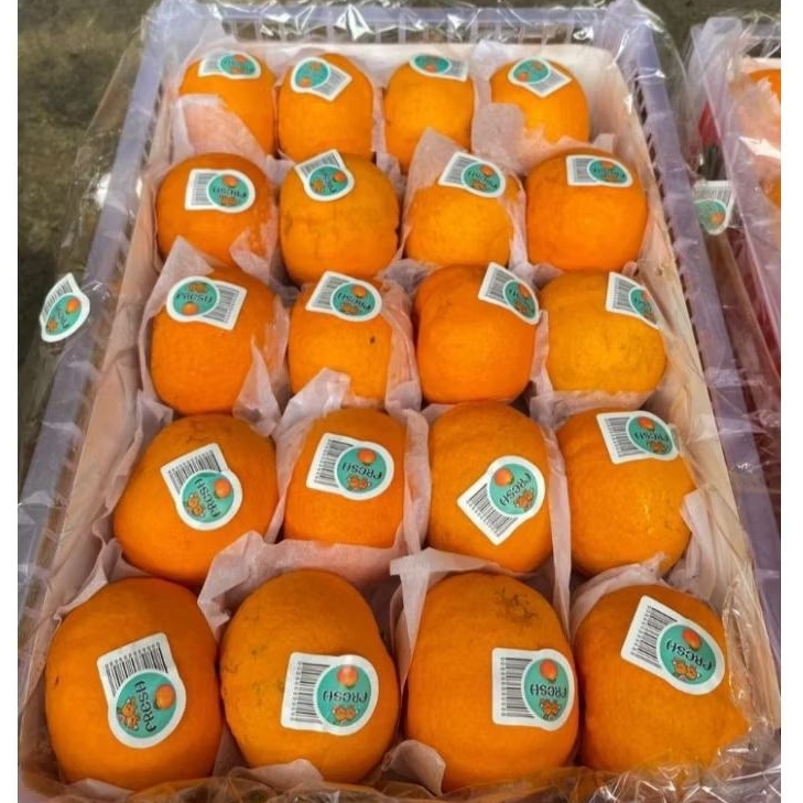 

Buah Jeruk Wokam Krat 80 Jual Per 1 BOK Krat