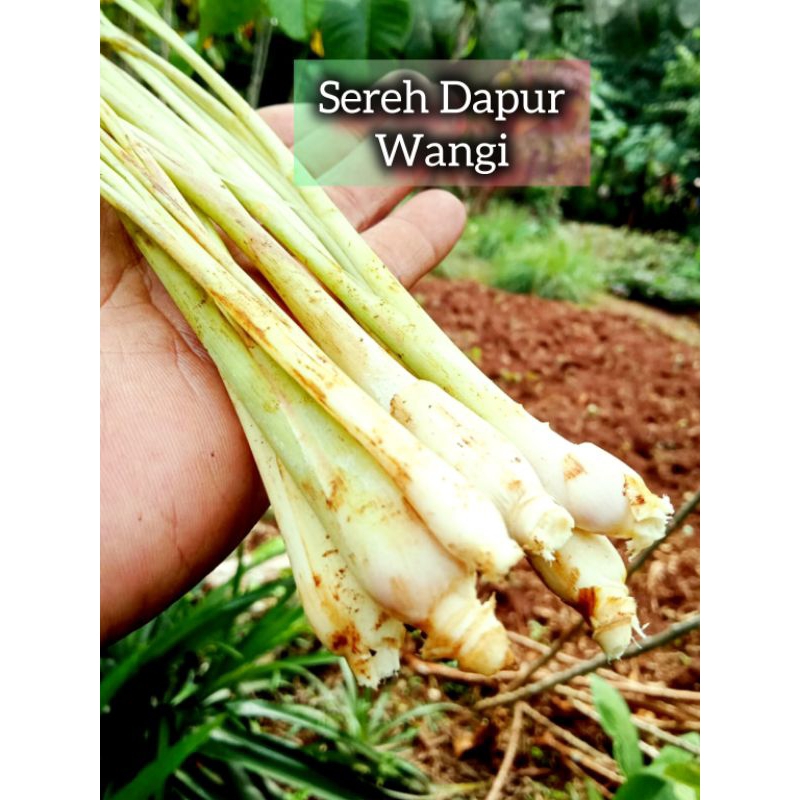 

sereh wangi asli bogor