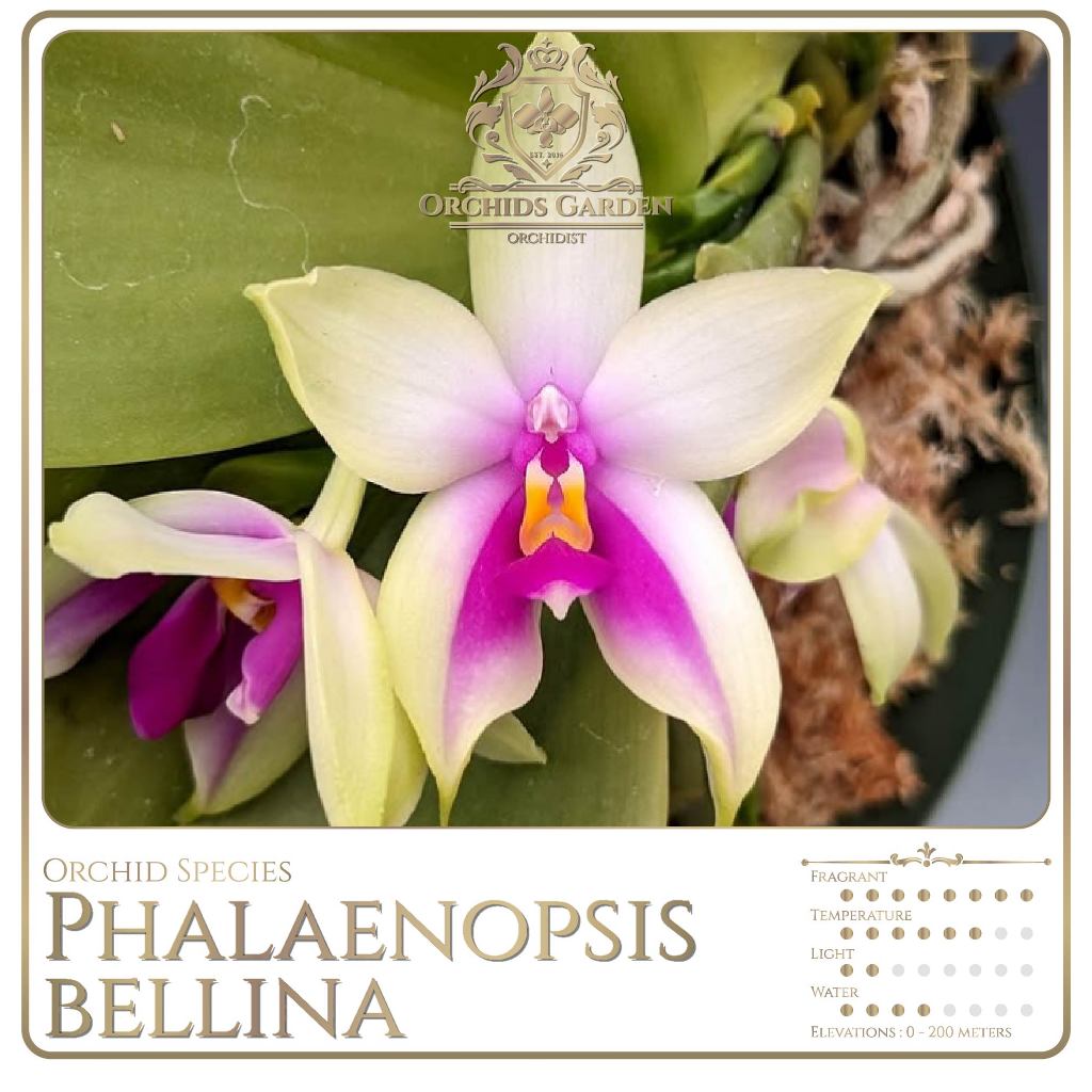 ORCHIDSGARDEN Phalaenopsis bellina belina Anggrek Spesies Phal Harum Fragrant Anggrek Langka Kultur 
