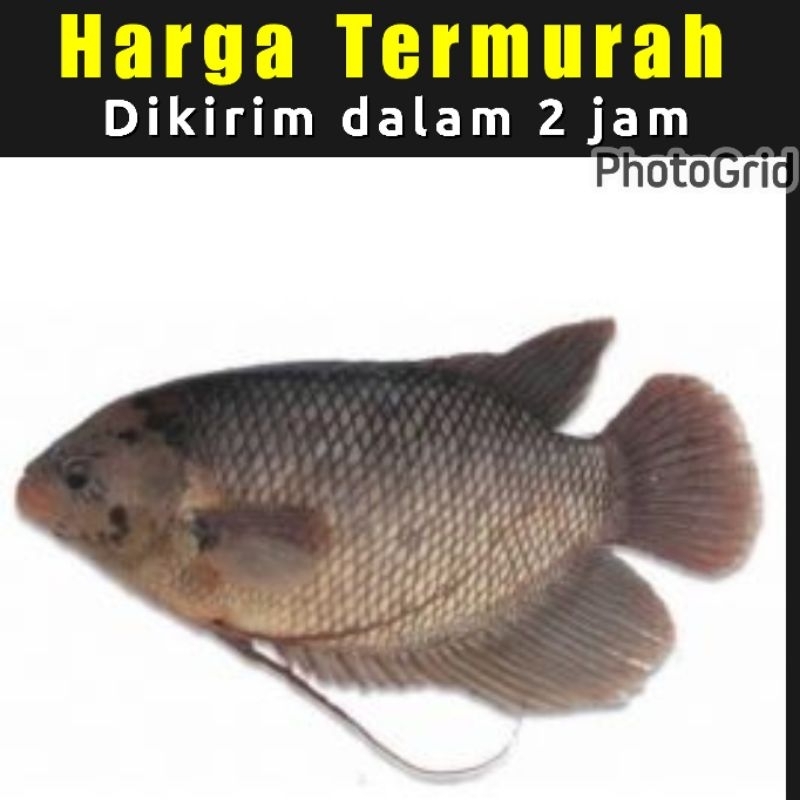 

Ikan Gurame frozen. sudah bersih. Berat 600 gram
