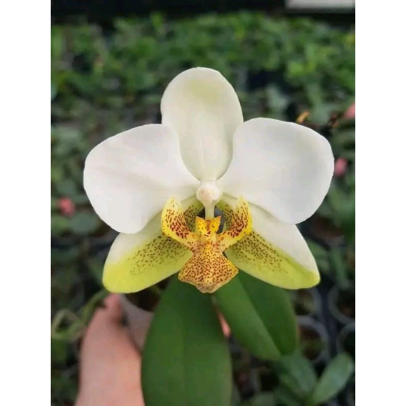 Phalaenopsis Leda (Amabilis x stuartiana),sedling