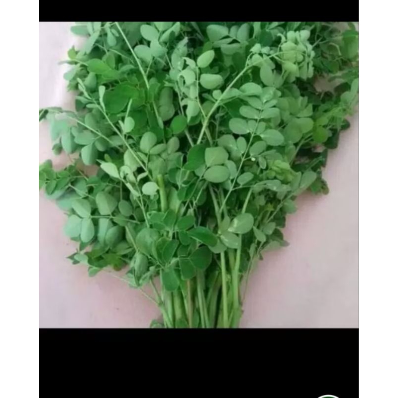 

Daun kelor segar 1kg