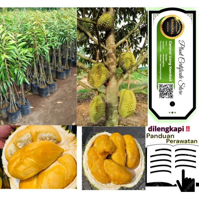 Bibit Durian MusangKing Kaki 3 Premium | SERTIFIKAT GARANSI Cepat Berbuah | Super UNGGUL Asli.