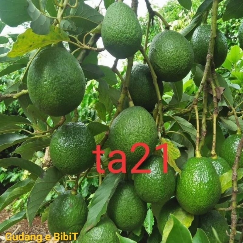 Bibit Alpukat TA21 Hasil Okulasi