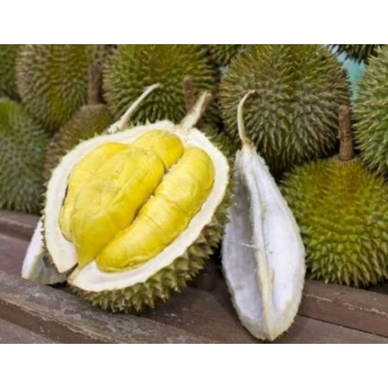 

DURIAN MANIS POL