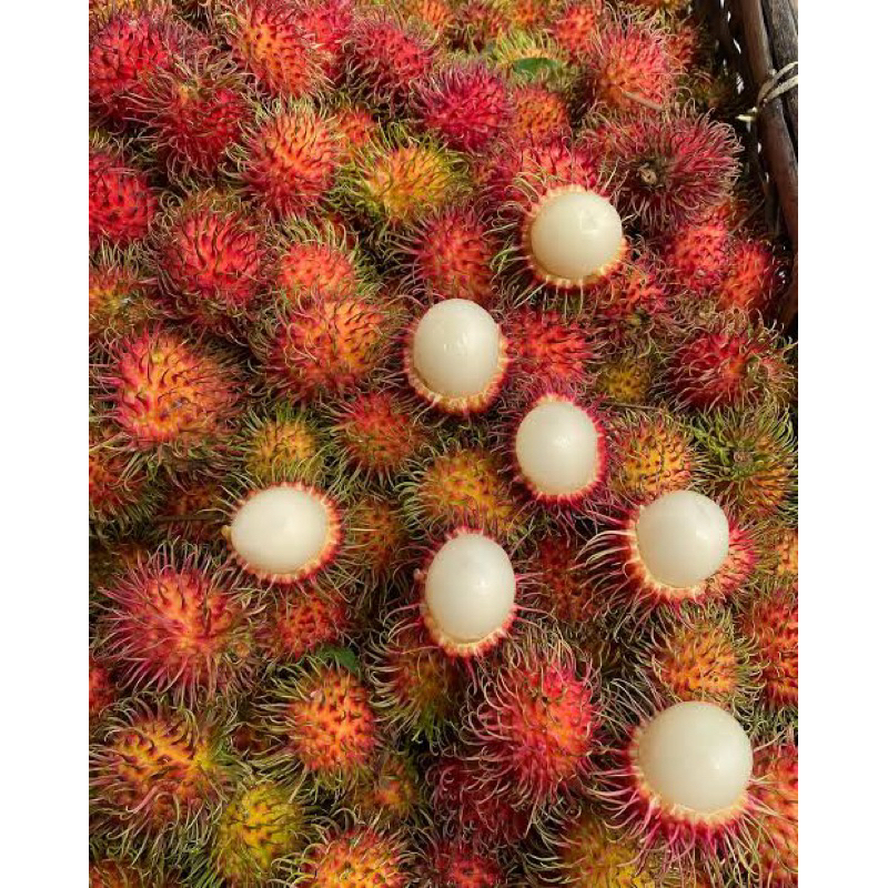 

SayurHD Buah Rambutan Aceh 1 Ikat