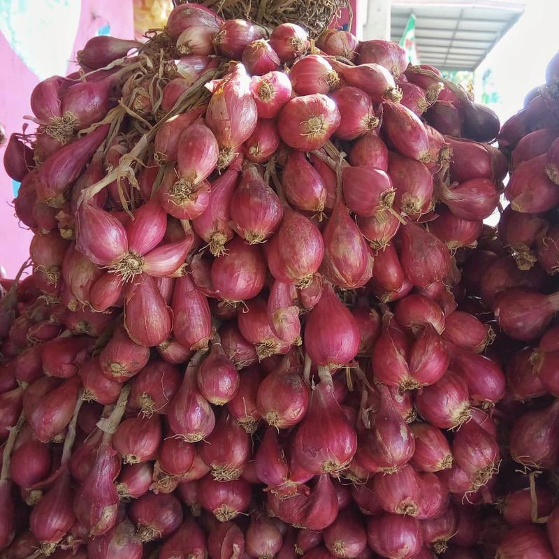 

Bawang Merah Promo Terlaris Ukuran Besar