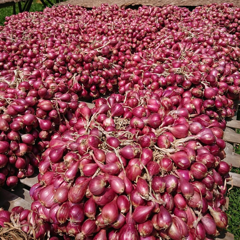 

Promo Bawang Merah Brebes Ukuran Besar Merata