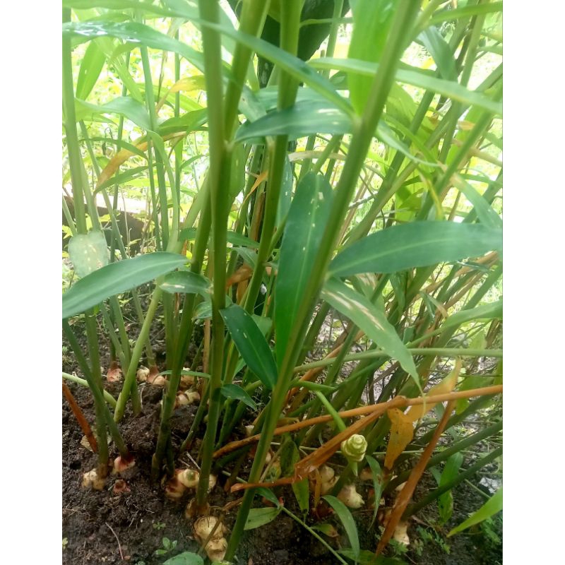 

Bibit tanaman jahe putih herbal Siap tanam
