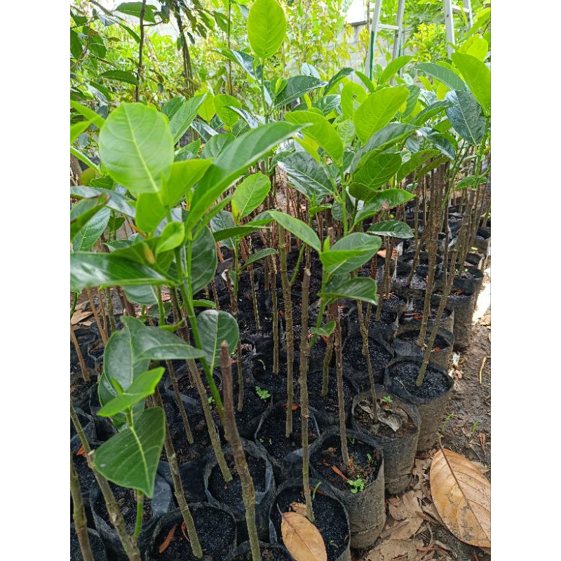 Raflezia Bibit Cempedak King Merah