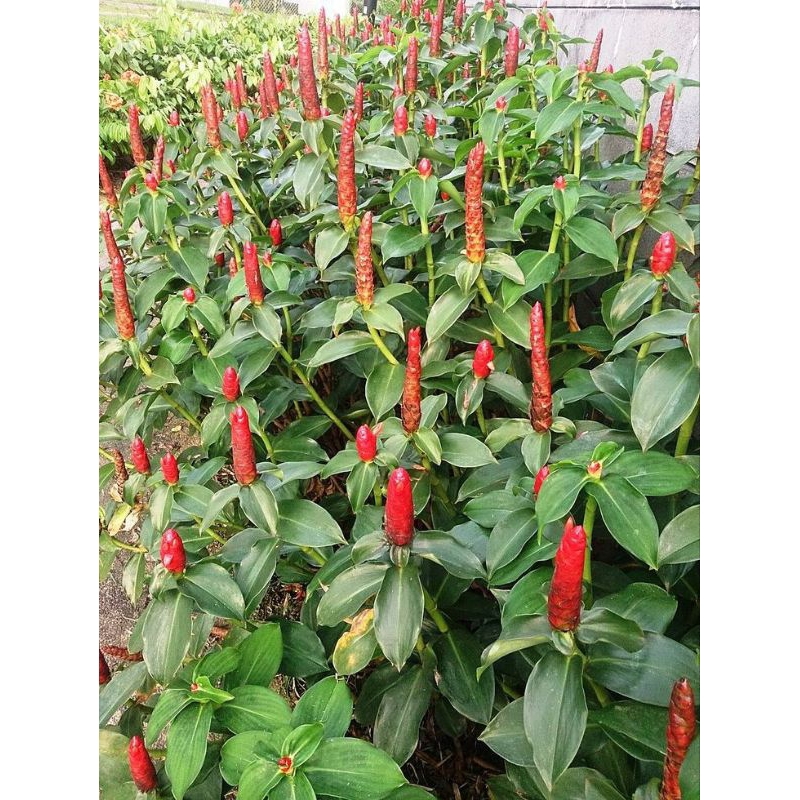 Tanaman Hias Pacing Pentul Merah - Pohon Pacing Bunga Merah - Tanaman Pagar pacing pentul