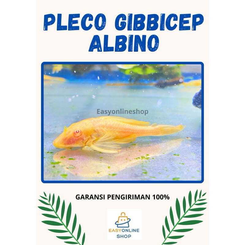 Sapu sapu Gibicep albino mata merah Pleco L083 pembersih aquarium