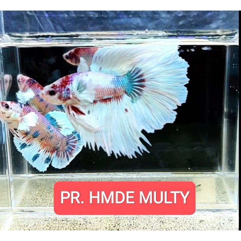 pr. HMDE multy