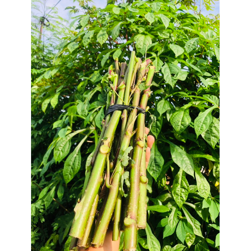 bibit singkong/ telo papua super 1kg panjang 35cm