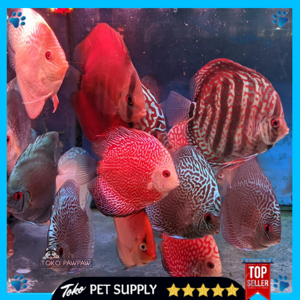 Ikan Hias Discus 3" Ikan Hias Aquarium Per ekor