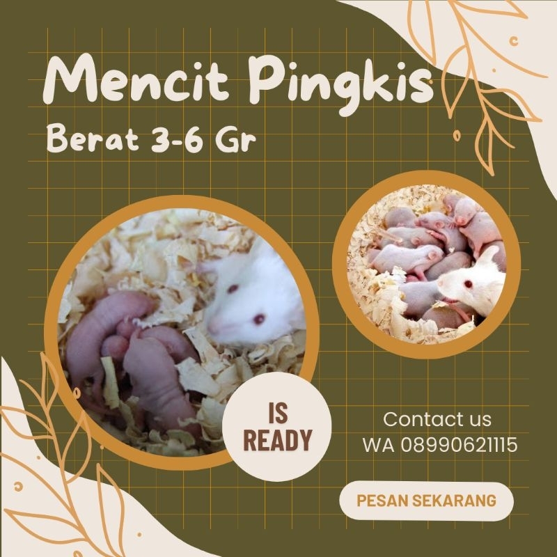 tikus mencit tikus putih pingkis