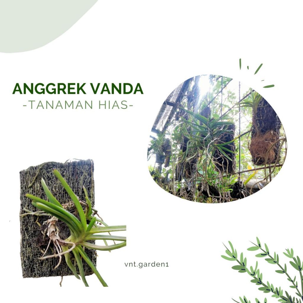 Tanaman Hias Bunga Anggrek / Anggrek Vanda Hybrid / Vanda Seedling / Bibit Anggrek Vanda