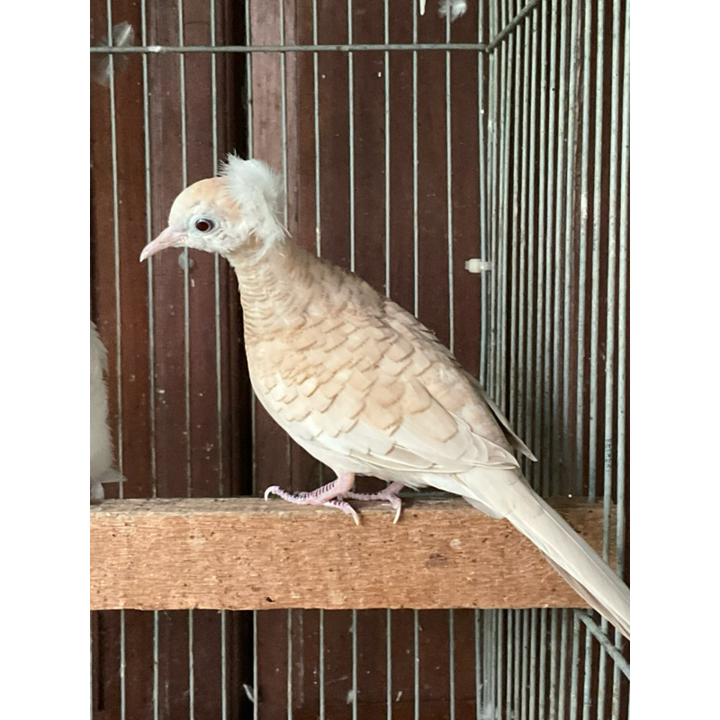 Perkutut Udan mas gacor perkutut  lokal warna