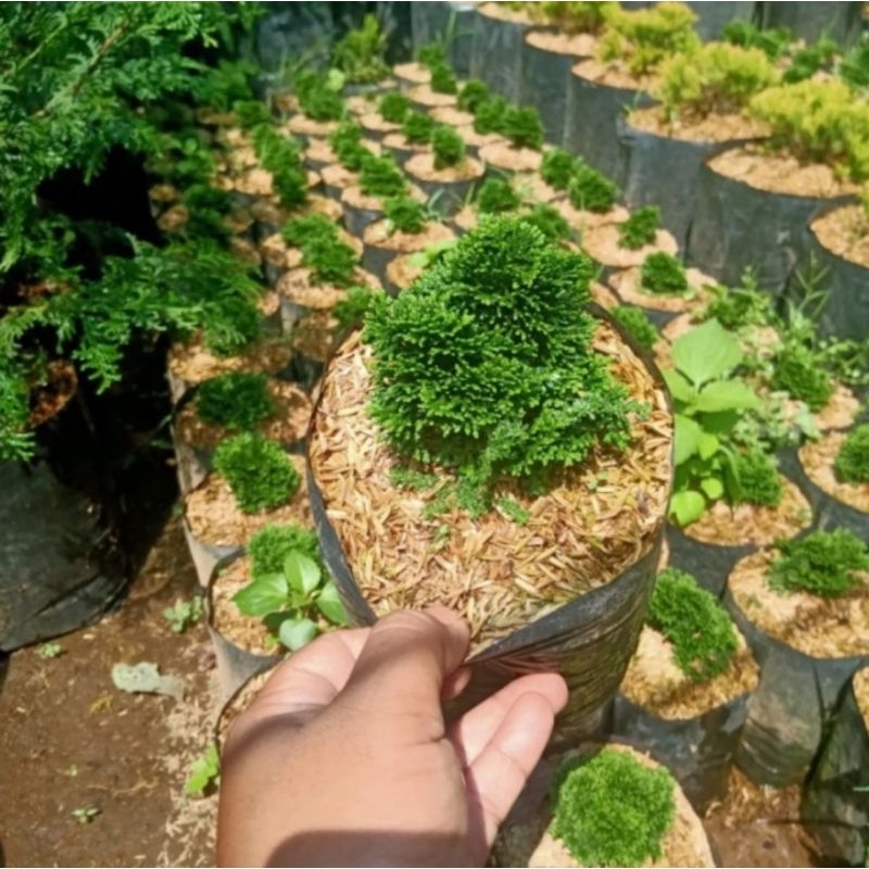 Cemara inoki mini hijau termurah