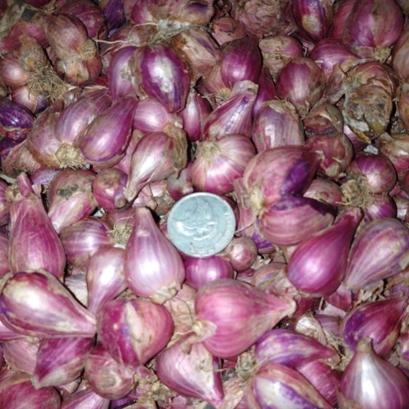 

Bawang Merah Mentah Besar 500gr