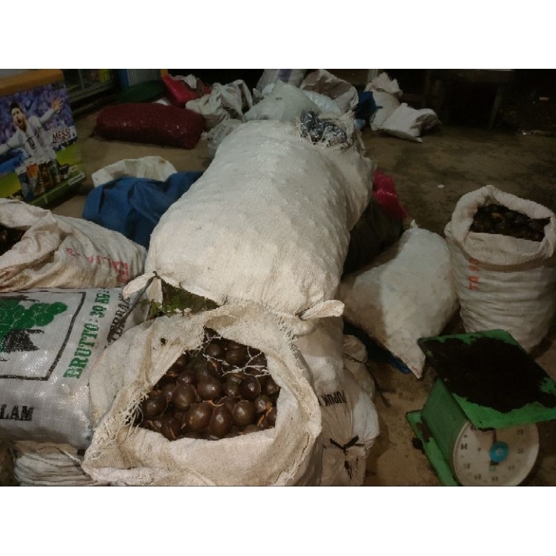 

jengkol tua, bisa rendang dan kerupuk