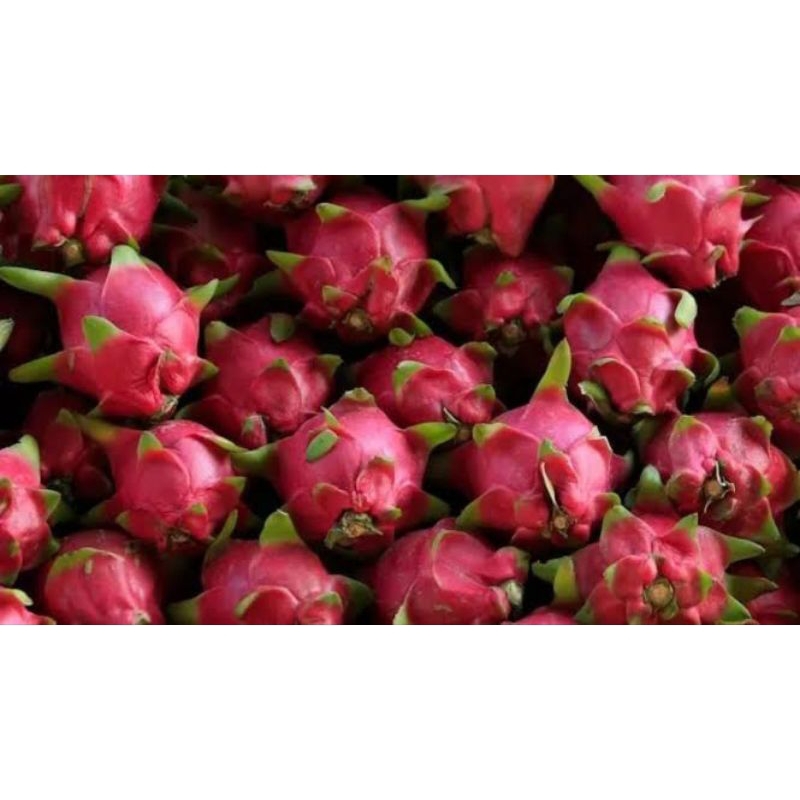 

buah naga berat 500grm