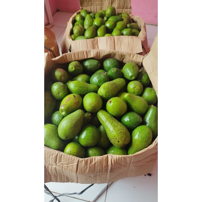 

Alpukat Mentega Lokal